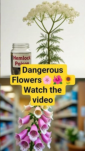 Top 10 Most Dangerous Flowers in the Jungle 🌺💀#dangerous #flowers