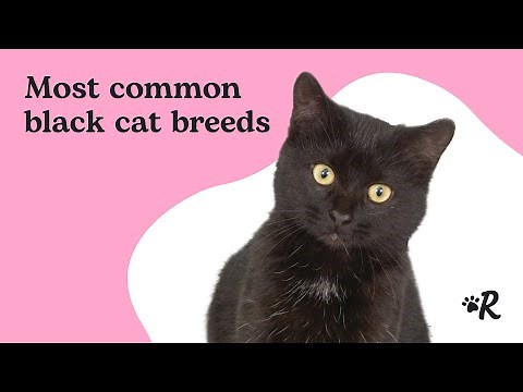11 Beautiful Black Cat Breeds Guide | Rover Pet Care Tips
