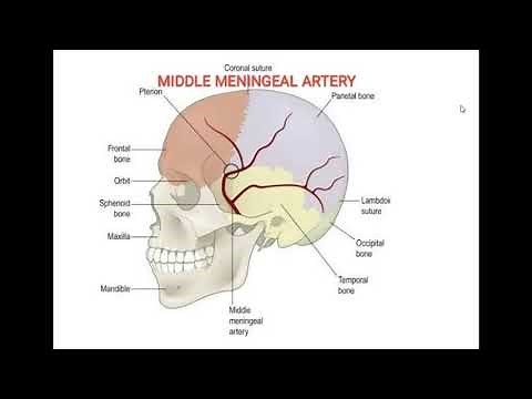 MIDDLE MENINGEAL ARTERY