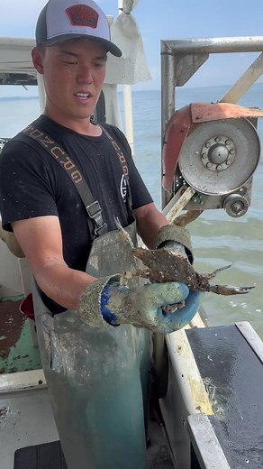 1M views · 9.7K reactions | Hopefully he can go shed his shell now and grow! You can only keep a crab once! Better to keep him when hes worth the most呂 #bodkinpointseafood #fvsoutherngirl #youaintnocrabber #Maryland #crabbing #crabber #chesapeakebay #seafood #smallbusiness #commercialfishing #DIY #crab #fishing | FV Southern Girl Bodkin Point Seafood | Facebook