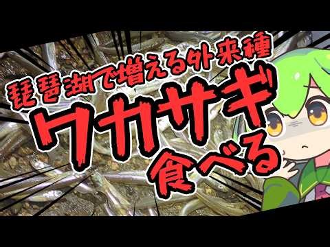 If you're hungry, just eat some smelt.