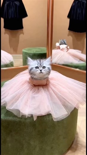 Fluffy Kitten Judges Every Single Outfit #funnycats #shorts
