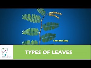 Types of Leaves: Simple, Compound Video Lecture - NEET