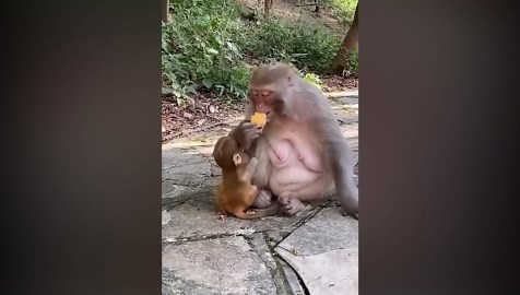Monkey Eating Time 🐵🍽 | Cute, Crunchy & Satisfying Snack Moments