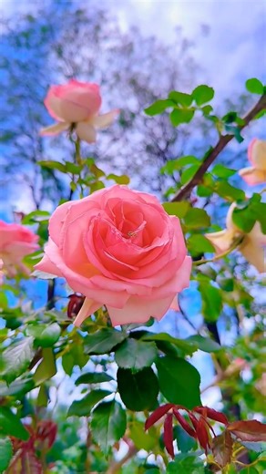 Most beautiful roses in the world#rose#beautifulnaturalflowers