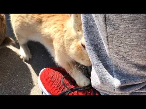 Oh, silly bun! Don't use my shoes as your toys. Lol.