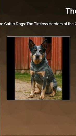 Australian Cattle Dogs: The Tireless Herders of the Outback #dogbreed