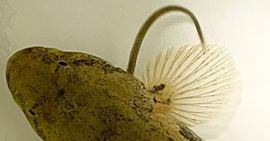 The Terrifying Way That Eels Escape a Hungry Fish’s Stomach