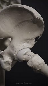 The motion of the hip joint. The hip ligaments are the strongest in the human body. The Y-shaped and twisted iliofemoral ligament has a tensile strength of 350 kg[read more: https://t.co/MPGxs7AeoI] [📹 Anatomy Standard: https://t.co/4eo9s7oxNR]