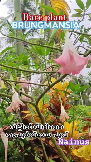 commonly known as Angel's Trumpet, which is a genus of flowering plants known for large, fragrant,