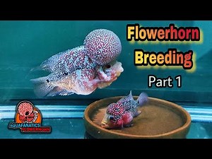 Flowerhorn Breeding (part 1)