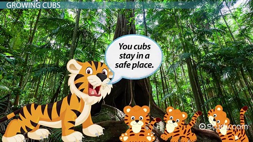 Tiger Life Cycle: Lesson for Kids