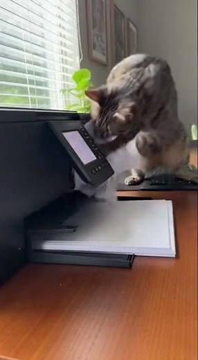 Cat vs Printer: The Battle Begins