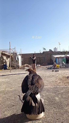 Golden Eagle Falconry Training in Saudi Arabia and Qatar