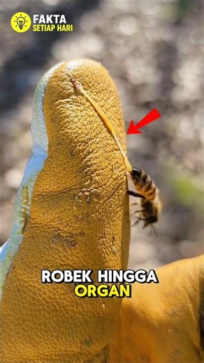 Cara Lebah Tetap Hidup Setelah Menyengat 🐝😱