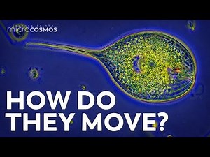 How Do Protozoa Get Around?