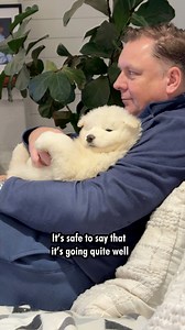 At just 6 weeks old the backyard doesn’t stand a chance 😂 They’ve officially claimed the garden as their kingdom AND have mastered the art of human manipulation! Would you survive a day with these mini explorers? #puppylife #family #puppytraining | Poppet and the Wolf Pack