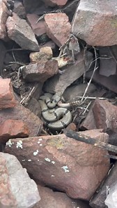 Wooh! What a find. Banded rock rattlesnake | Wild Man Dan