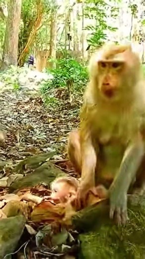 Monkey species: The baby monkey was frightened when its mother pushed it away and left.