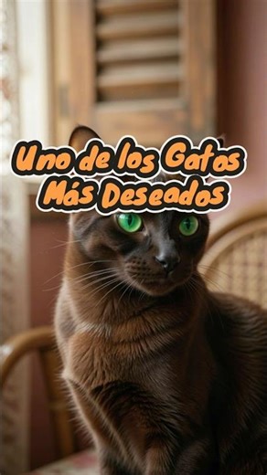 🌟 Havana Brown: El tesoro chocolate del mundo felino