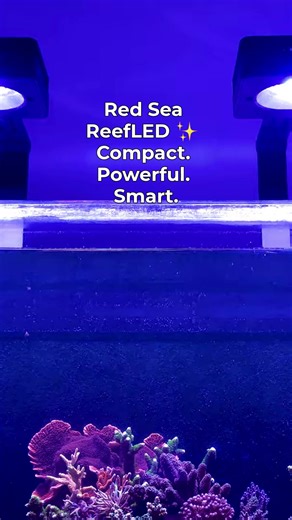 Shimmer ✨ Spectrum 🌈 Simplicity 🙌 Red Sea ReefLEDs, tanks select gear are 12% OFF until Sept 2nd! 🐠 Upgrade your reef today! #ReefTank #SaltwaterAquarium #ReefLED #ReefKeeping #SaltwaterTank #CoralReef #ReefTok #AquariumLife | SaltwaterAquarium.com