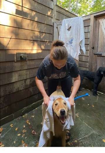 Golden Retriever vs Standard Poodle Bath Time 🧼 🛁 🐩 @Lara #dogbath #goldenretrieverlife #standardpoodle #poodle