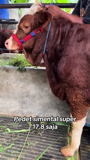 Harga Pedet Betina 2025: Pilihan Terbaik untuk Pertanian