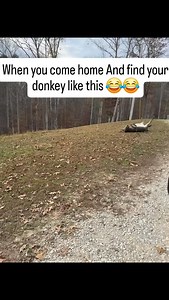 When you come home And you find your donkey like this 😂😂❤️❤️ | Donkey family