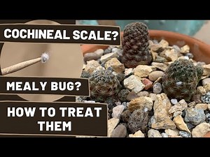 How to Treat a Cactus with Cochineal Scale/Mealybugs