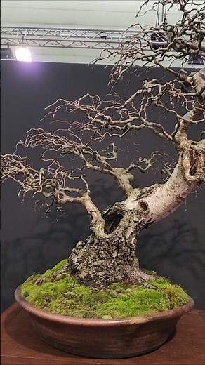 [유럽] 자작나무 분재 감상 #분재 #bonsai #盆栽 #盆景 #盆景制作 #정원수 #특수목 #분재개작