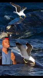 Sea gulls have no morals or gag reflexes #nature #wtf #seagull | Casual Geographic