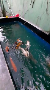 Ikan koi dalam kolam kecil tumbuh sehat
