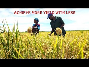 Sustainable Rice Farming in Tanzania: More Yield, Less Inputs!