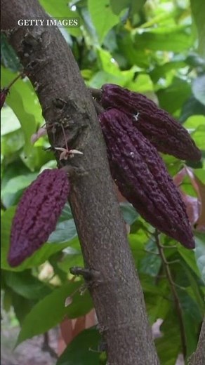 Here’s Why Hershey Is Raising Prices