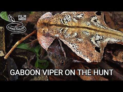 Deadly venomous Gaboon viper (Bitis gabonica) kills mice in the African rainforest, snake hunt