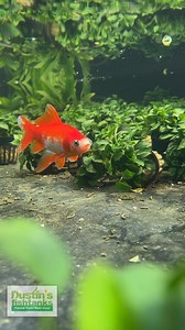 Goldfish, Anubias, and Red Root Floaters...What else could you need? These plants are BONKERS right now! Check out all of the varieties of Anubias we have available for sale! Shop Now! TANK ON! 👇👇👇 Anubias 👇👇👇 https://dustinsfishtanks.com/collections/anubias Red Root Floater (Wow Floating Plant) Phyllanthus Fluitans 👇👇👇 https://dustinsfishtanks.com/products/red-root-floater-wow-floating-plant-phyllanthus-fluitans #anubias #goldfish #redrootfloater #aquarium #fishtank | Dustin's Fishtank