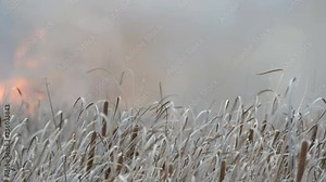 Background of wildfires or storm fire in the forest steppe. Huge amount of dry grass blazes high in flames. Burning bushes, grass, trees, wind spreading fire in deep autumn Stock Video