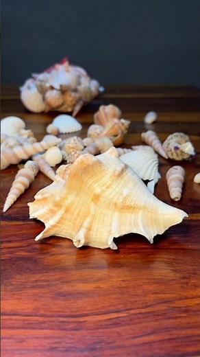 Got Some Shells for My New 3 Feet Tank Setup