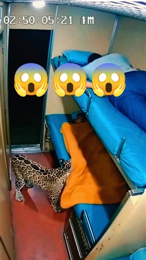 Rohit Mishra | The footage shows a tense scene inside what appears to be a sleeper carriage on a train. Two passengers are resting-one on the top bunk and... | Instagram