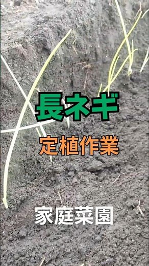 【家庭菜園】春栽培！長ネギの定植方法 #家庭菜園 #再生栽培 #ガーデニング初心者