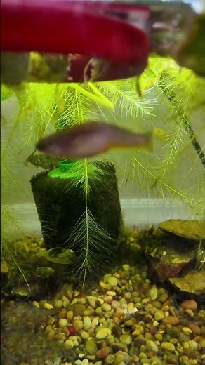 Water Lettuce (Pistia stratiotes) – Floating Plant for Aquariums & Ponds 🌿✨