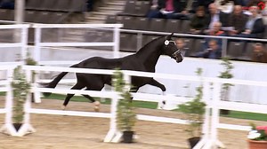 Verden Stallion Sales 2023 🐴🤩 14. Premium stallion by Dancier Gold - Vivaldi (Br.: Michael & Claudia Roehrhoff, Mönchengladbach), 150.000 Euro #VerdenerHengstmarkt #hannoveraner | Hannoveraner Verband e.V.