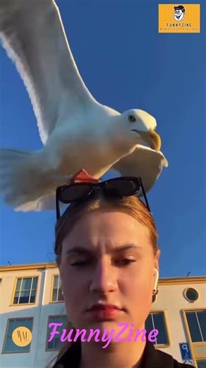 FunnyZine Fails & Funny | #funny #comedy #shorts #failsarmy #funnyshorts #ytshorts #funnyfails #fail