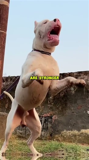 Pit Bull vs Doberman – Speed vs Strength #dogbreeds