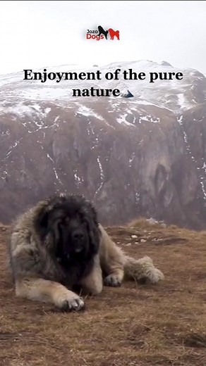 Jozo Dogs Caucasian Shepherd Compilation