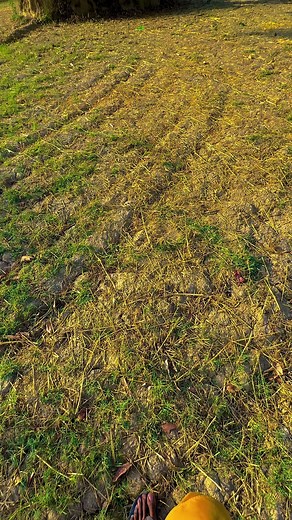 #میرا_سہنا_پنڈ_بلندی_اوتاڑ_ضلع_قصور🌾🍃❤️🌅🌴 #danish_mayo1 #danishmayo