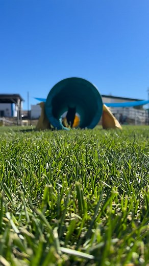 3.5K views · 74 reactions | Rockin' around the agility field in the crisp fall weather? There is nothing better! Dog sports are such a great way for us to improve communication and build confidence with our pups, all while having an absolute blast. Check out our Introduction to Agility class dates at the link in our bio! #dogtraining #positivereinforcement #rplus #clickertraining #happydogs #dogs #dogagility #agilitytraining | Gentle Touch Pet Training | Facebook