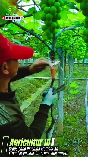 Grape Cane Pinching Method: An Effective Booster for Grape Vine Growth #agriculture