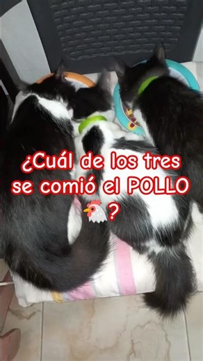 ¿Cual de los tres gatos se comio el POLLO? #cat #cats #funny #humor