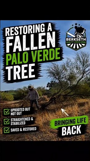 Restoring a Fallen Palo Verde Tree 🌳